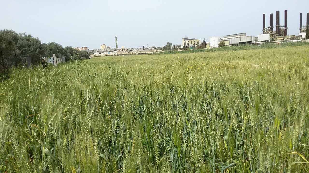 صورة أرشيفية من غزة