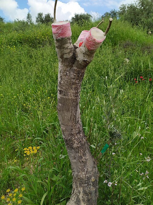 صورة أرشيفية من غزة